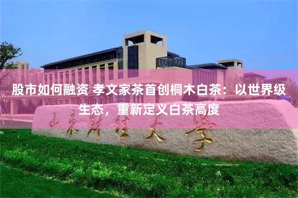 股市如何融资 孝文家茶首创桐木白茶：以世界级生态，重新定义白茶高度